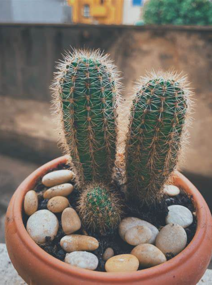 Cactus